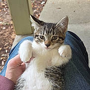 Ivy And Harley Quinn is registered to the contest to win money with this photo: kitten, cat, tabby, pet, animal, fur, paw, pink_paw, human_hand, lap, jeans, outdoor, porch, wooden_fence, relaxed, cute, young, looking_at_camera, resting, domestic_animal