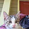 Ivy And Harley Quinn is registered to the contest to win money with this photo: kitten, cat, pet, animal, cute, fluffy, paws, indoor, lap, person, clothing, jeans, door, porch, house, window, fur, whiskers, ears, nose