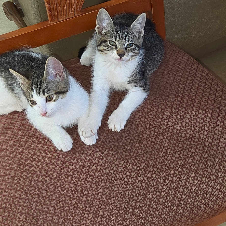 Ivy And Harley Quinn joined the competition — help win amazing prizes! cat, kitten, chair, indoor, feline, pets, animal, cute, resting, pair, fur, whiskers, ears, eyes, tail, floor, domestic, young, companions, curious