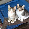 Ivy And Harley Quinn is registered to the contest to win money with this photo: kitten, cat, two_animals, sitting, chair, plastic_chair, blue_lid, box, avocado_image, plaid_cloth, indoor, curious, young_animals, feline, pets, animal_pair, brown, white, gray, cute