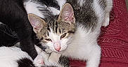 Ivy And Harley Quinn joined the competition — help win amazing prizes! cat, kitten, black_cat, white_cat, tabby_cat, sleepy, resting, blanket, quilt, fur, paw, indoor, cozy, pet, animal, laying_down, close_up, relaxed, multiple_animals, feline