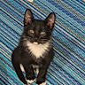 Bats joined the competition — help win amazing prizes! kitten, cat, black_and_white, indoor, striped_rug, floor, pet, animal, cute, small, young, feline, sitting, looking_up, fur, whiskers, ears, paws, domestic, mammal
