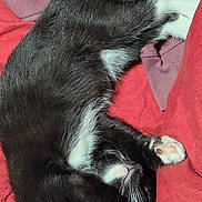 Bats joined the competition — help win amazing prizes! animal, black_and_white, blanket, cat, comfort, cozy, cute, domestic_cat, fabric, fur, fur_texture, indoor, nap, paw, pet, relaxation, resting, sleeping, soft, whiskers