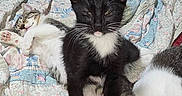 Bats joined the competition — help win amazing prizes! kitten, cat, black_and_white_cat, tabby_cat, bed, blanket, quilt, indoor, living_room, furniture, chair, television, relaxing, sleepy, cute, pet, animal, cozy, resting, domestic_cat