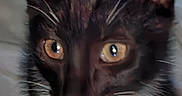 Bats joined the competition — help win amazing prizes! alert, animal, black_and_white, cat, close_up, cute, ears, face, feline, fur, indoor, looking, mammal, pet, portrait, soft, whisker, whiskers, yellow_eyes, young