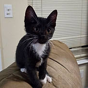 Bats is registered to the contest to win money with this photo: kitten, cat, black_and_white, white_paws, couch, indoor, pet, animal, curious, feline, small, young, sitting, whiskers, ears, fur, home, window_blinds, light_switch, brown_furniture