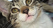 Ivy joined the competition — help win amazing prizes! animal, cat, closeup, cozy, curious, cute, domestic, eyes, feline, fur, indoor, kitten, mammal, pet, portrait, resting, soft, tabby, whiskers, young