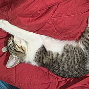 Ivy is registered to the contest to win money with this photo: animal, cat, comfort, cozy, cute, feline, fur, indoor, kitten, nap, paw, pet, red_blanket, relaxed, resting, sleeping, soft, striped, tabby, white