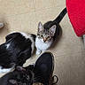 Ivy is registered to the contest to win money with this photo: animal, black_cat, cat, curious, cute, domestic_animal, feline, floor, foot, indoor, kitten, looking_up, pant, person, pet, red_towel, shoe, sneaker, tabby_cat, tile_floor