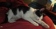 Mama is registered to the contest to win money with this photo: cat, black_and_white_cat, sleeping_cat, bed, blanket, indoor, pet, feline, resting, cozy, domestic_animal, red_blanket, table, cup, carton, home, relaxation, animal, fur, whiskers