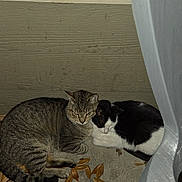 Mama joined the competition — help win amazing prizes! cat, tabby_cat, black_and_white_cat, pets, animals, indoor, porch, window, leaves, furniture, resting, companionship, cozy, night, quiet, close_together, fur, two_animals, domestic_cat, curled_up