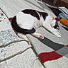 Mama joined the competition — help win amazing prizes! cat, sleeping, black_and_white, rug, quilt, toy, orange, indoor, furniture, chair, papers, relaxing, cozy, pet, home, floor, patterned, resting, domestic, animal