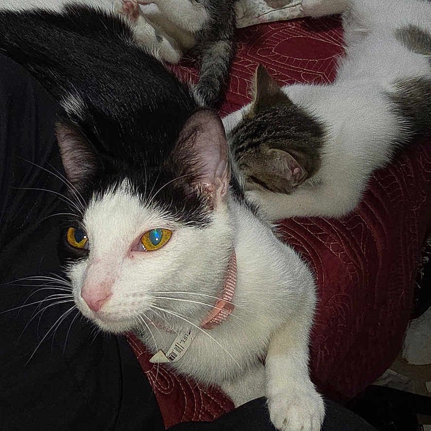 Mama is registered to the contest to win money with this photo: cat, kitten, pet, animal, bed, blanket, quilt, fur, whiskers, playful, relaxing, indoor, sleeping, black_and_white_cat, tabby_cat, collar, curious, paw, resting, cute