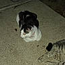 Mama is registered to the contest to win money with this photo: cat, cats, animal, pets, night, concrete, trash_bin, outdoor, fur, resting, black_and_white_cat, tabby_cat, collar, sidewalk, post, ground, texture, flash, illumination, shadow
