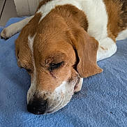 Jessie a rejoint le concours — aidez-le/la à gagner de superbes lots ! dog, beagle, sleeping, resting, close_up, pet, canine, fur, brown, white, black, blanket, indoor, cozy, relaxed, animal, mammal, companion, cute, peaceful