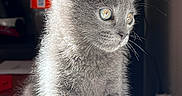 Ptit Loup a rejoint le concours — aidez-le/la à gagner de superbes lots ! cat, kitten, gray_cat, fluffy, fur, whiskers, ears, eyes, portrait, close_up, sitting, indoors, blanket, bed, cozy, pet, animal, cute, backlight, home