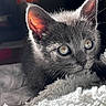 Ptit Loup participe au concours pour gagner de l'argent avec cette photo : cat, kitten, gray_cat, animal, pet, feline, close_up, portrait, blue_eyes, green_eyes, whiskers, ears, fur, fluffy, blanket, indoors, bed, resting, cute, photography