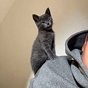 Ptit Loup a rejoint le concours — aidez-le/la à gagner de superbes lots ! cat, kitten, gray_cat, pet, animal, sitting, shoulder, person, indoors, portrait, close_up, whiskers, ears, tongue, winking, furry, gray_clothing, hoodie, cozy, funny