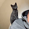 animal, cat, close_up, cozy, ears, funny, furry, gray_cat, gray_clothing, hoodie, indoors, kitten, person, pet, portrait, shoulder, sitting, tongue, whiskers, winking