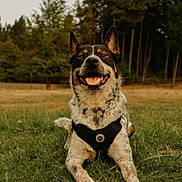 Ron is registered to the contest to win money with this photo: dog, canine, pet, outdoor, grass, harness, smiling, happy, nature, trees, animal, muzzle, ears, tongue, portrait, lying_down, daylight, forest, playful, friendly