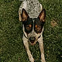 Ron is registered to the contest to win money with this photo: dog, grass, outdoor, pet, animal, playful, ears, fur, canine, nature, looking_up, tongue, collar, brown_eyes, white_fur, black_fur, speckled_fur, happy, friendly, tongue_out