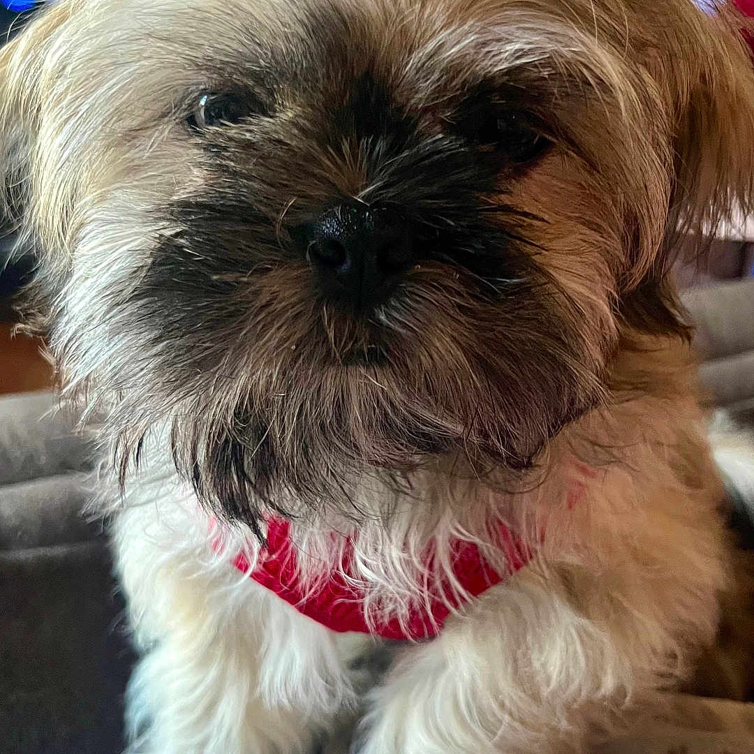 Jorel joined the competition — help win amazing prizes! adorable, animal, blanket, closeup, cozy, cute, dog, face, fluffy, fur, furry, home, indoor, looking, pet, portrait, puppy, red_harness, sitting, small_dog