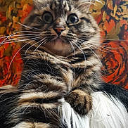 Sima participe au concours pour gagner de l'argent avec cette photo : animal, cat, close_up, colorful_background, curious, cute, domestic_animal, face, feline, fluffy, fur, indoor, mammal, paw, pet, portrait, striped, tabby, whiskers, wide_eyes