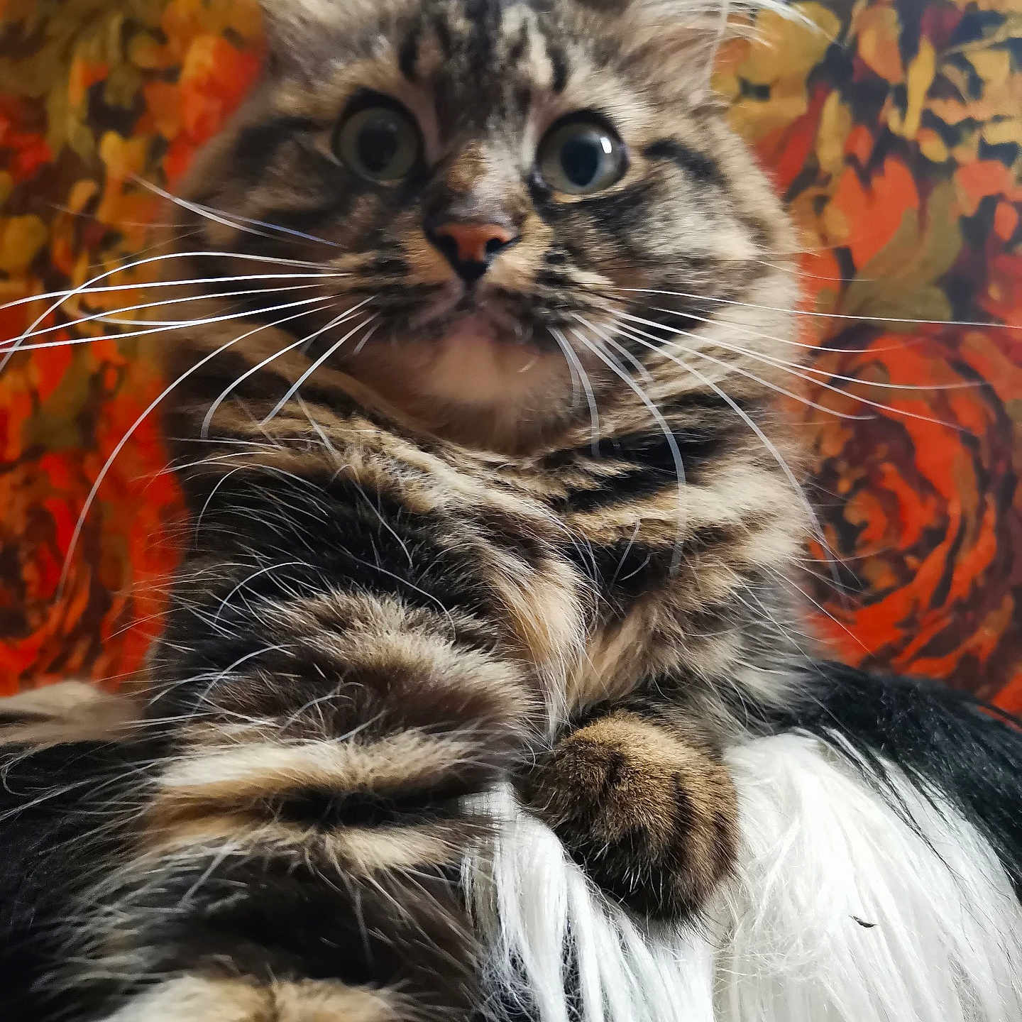 Sima participe au concours pour gagner de l'argent avec cette photo : animal, cat, close_up, colorful_background, curious, cute, domestic_animal, face, feline, fluffy, fur, indoor, mammal, paw, pet, portrait, striped, tabby, whiskers, wide_eyes