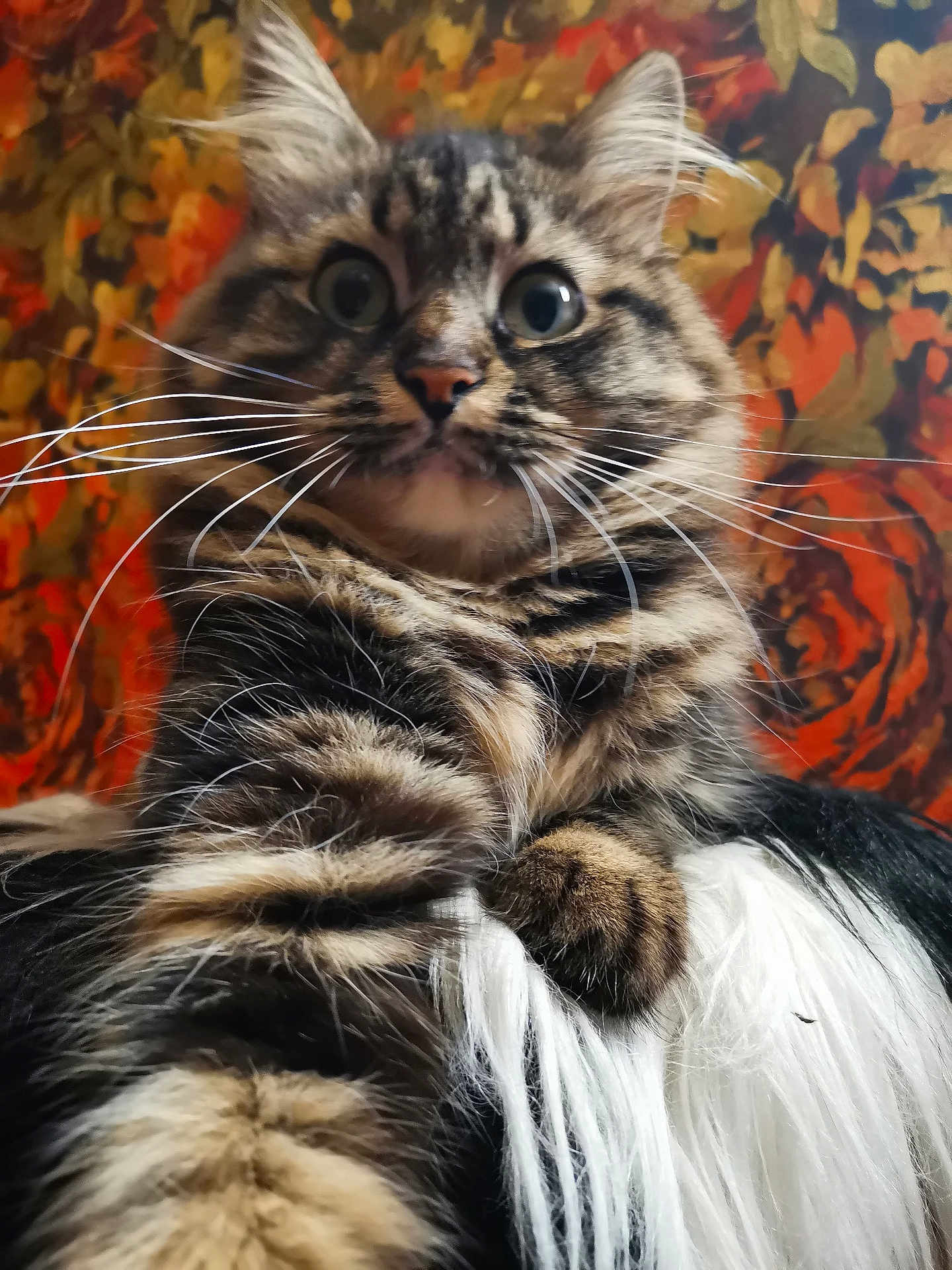 Sima participe au concours pour gagner de l'argent avec cette photo : animal, cat, close_up, colorful_background, curious, cute, domestic_animal, face, feline, fluffy, fur, indoor, mammal, paw, pet, portrait, striped, tabby, whiskers, wide_eyes