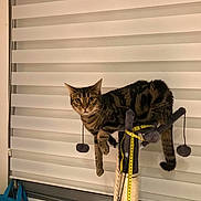 Popeye participe au concours pour gagner de l'argent avec cette photo : cat, tabby, scratching_post, pom_poms, measuring_tape, indoor, window_blinds, curious, perched, feline, pet, domestic_animal, looking, brown, striped, tail, whiskers, ears, floor, household_items