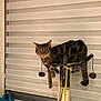 cat, tabby, scratching_post, pom_poms, measuring_tape, indoor, window_blinds, curious, perched, feline, pet, domestic_animal, looking, brown, striped, tail, whiskers, ears, floor, household_items