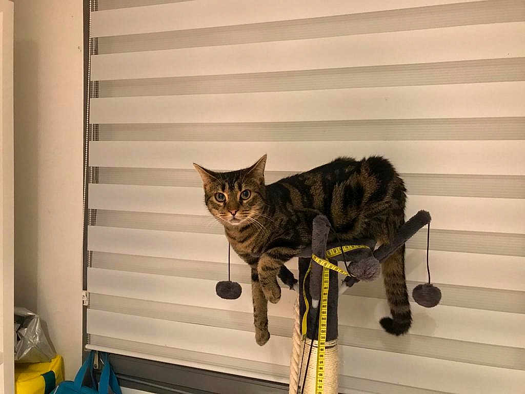 Popeye participe au concours pour gagner de l'argent avec cette photo : cat, tabby, scratching_post, pom_poms, measuring_tape, indoor, window_blinds, curious, perched, feline, pet, domestic_animal, looking, brown, striped, tail, whiskers, ears, floor, household_items
