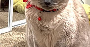 Luna is registered to the contest to win money with this photo: cat, indoor, carpet, mirror, red_collar, pet, feline, animal, fur, sitting, reflection, household, cute, domestic, portrait, looking, closeup, whiskers, ears, floor
