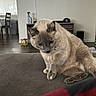 Luna is registered to the contest to win money with this photo: cat, feline, indoor, couch, furniture, living_room, curious, pet, animal, fur, seated, domestic, cozy, household, floor, window, chair, television, toy, bottle
