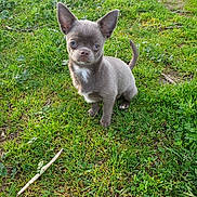 Alby a rejoint le concours — aidez-le/la à gagner de superbes lots ! puppy, dog, grass, outdoor, cute, small_dog, pet, animal, ears, fur, greenery, nature, young_dog, looking_up, adorable, canine, sitting, sunlight, playful, companion