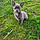 Alby