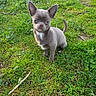 puppy, dog, grass, outdoor, cute, small_dog, pet, animal, ears, fur, greenery, nature, young_dog, looking_up, adorable, canine, sitting, sunlight, playful, companion