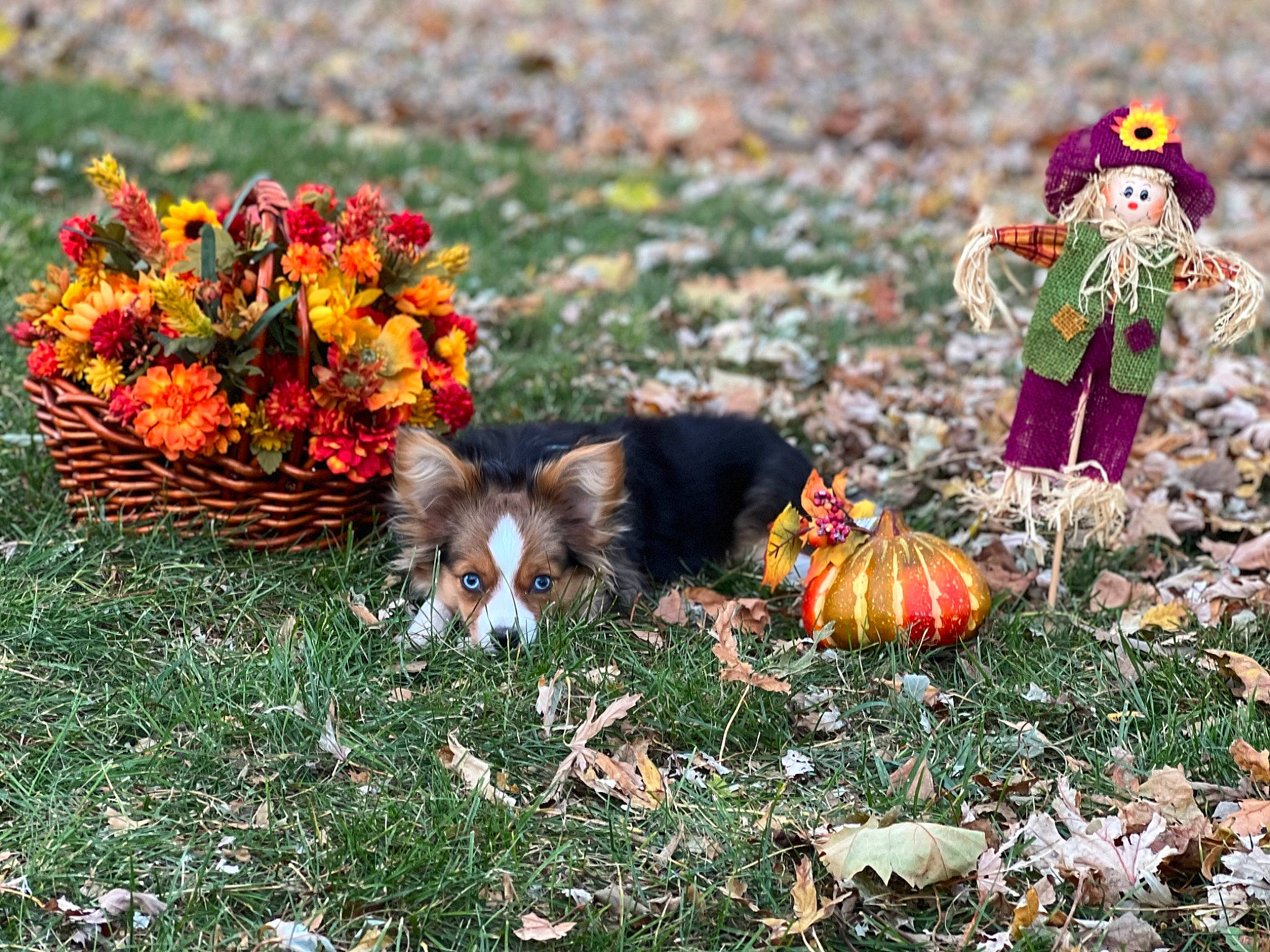 Victoria is registered to the contest to win money with this photo: annual_plant, botany, calabaza, cucurbita, flower, garden, gourd, grass, groundcover, landscape, lawn, mammal, natural_foods, people_in_nature, plant, pumpkin, squash, vegetable, vertebrate, winter_squash