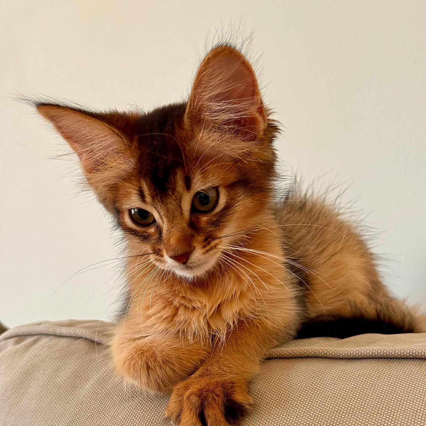 Billy participe au concours pour gagner de l'argent avec cette photo : kitten, cat, pet, feline, fur, ears, whiskers, cute, animal, domestic_animal, young, resting, indoor, beige, soft, closeup, portrait, curious, paws, relaxed
