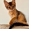 kitten, cat, pet, fur, ears, whiskers, couch, beige, curious, animal, feline, young, cute, indoor, portrait, looking, soft_light, sitting, tail, furry
