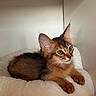 Billy a rejoint le concours — aidez-le/la à gagner de superbes lots ! cat, kitten, pet, animal, fur, ears, whiskers, bed, soft, cozy, cute, indoors, resting, young, feline, curious, small, brown, tabby, relaxed