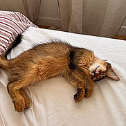 Billy a rejoint le concours — aidez-le/la à gagner de superbes lots ! kitten, sleeping, bed, white_sheet, striped_pillow, curtains, indoor, cozy, feline, pet, cute, fur, resting, animal, young_cat, paw, relaxed, domestic_cat, soft_light, nap