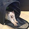 animal, blue_eyes, carrier, cat, cream_fur, curious, dark_points, floor, fluffy, indoor, kitten, luggage, lying_down, mesh, paws, pet, sitting, travel_bag, whiskers, zipper