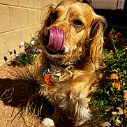 Lady Bella joined the competition — help win amazing prizes! dog, tongue, licking, golden_fur, outdoor, sunlight, garden, plants, flowers, wall, pet, close_up, cute, animal, brown, fur, collar, tag, shadow, nature