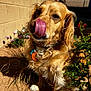 dog, tongue, licking, golden_fur, outdoor, sunlight, garden, plants, flowers, wall, pet, close_up, cute, animal, brown, fur, collar, tag, shadow, nature