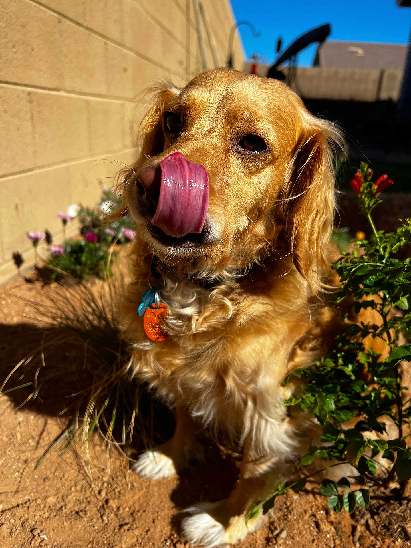 Lady Bella joined the competition — help win amazing prizes! dog, tongue, licking, golden_fur, outdoor, sunlight, garden, plants, flowers, wall, pet, close_up, cute, animal, brown, fur, collar, tag, shadow, nature