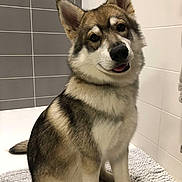 Saiko participe au concours pour gagner de l'argent avec cette photo : dog, canine, pet, sitting, bathroom, tile_wall, bath_mat, fluffy, fur, smiling, cute, domestic_animal, indoor, companion, friendly, mammal, ears, tail, portrait, animal