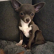 Unna a rejoint le concours — aidez-le/la à gagner de superbes lots ! alert, animal, black, blanket, brown, chihuahua, closeup, companion, couch, cute, dog, ears, fur, indoor, pet, sitting, small_dog, texture, two_dogs, white_chest