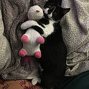 Oli a rejoint le concours — aidez-le/la à gagner de superbes lots ! kitten, cat, black_and_white, plush_toy, unicorn, blanket, cozy, pet, animal, cute, indoor, fur, couch, resting, soft, toy, playful, sleepy, comfort, domestic