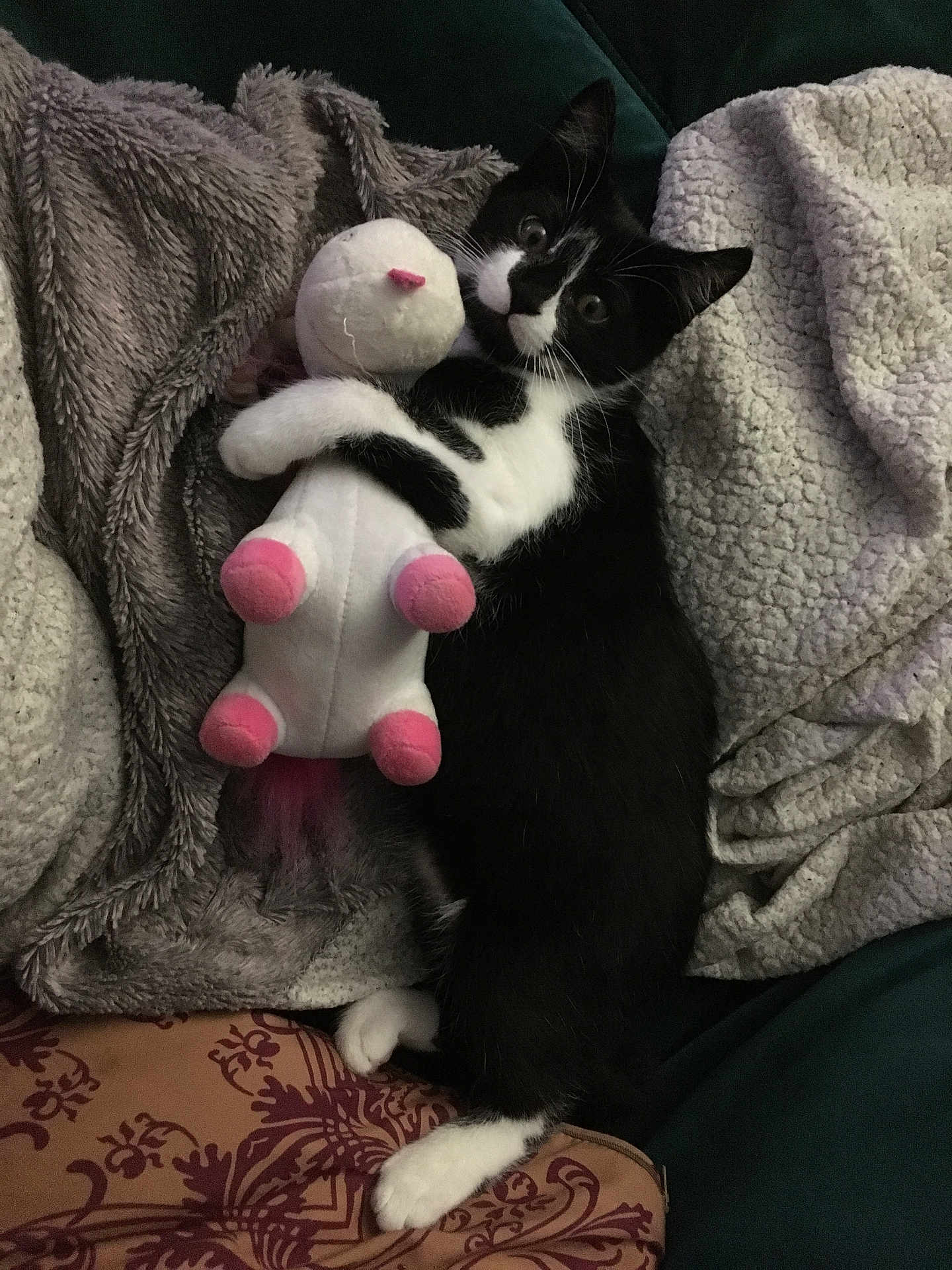 Oli a rejoint le concours — aidez-le/la à gagner de superbes lots ! kitten, cat, black_and_white, plush_toy, unicorn, blanket, cozy, pet, animal, cute, indoor, fur, couch, resting, soft, toy, playful, sleepy, comfort, domestic